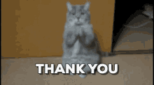 Food Baby Thank You GIF - Food Baby Thank You Cute Cat GIFs