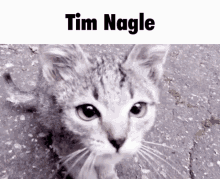 Tim Nagle Cat GIF - Tim Nagle Cat Meow GIFs