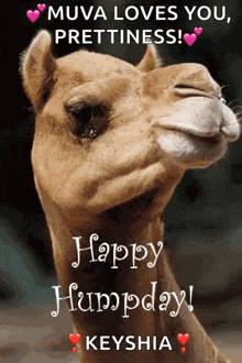 a picture of a camel with a happy humpday message