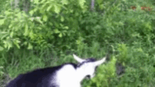 Dog Goat GIF - Dog Goat GIFs