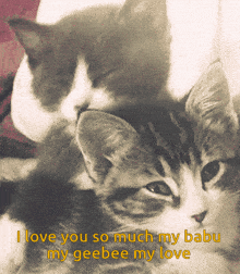 two cats are laying on top of each other with the words i love you so much my babu my geebee my love