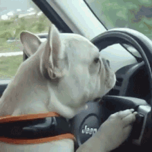 Dogs Drive GIF - Dogs Drive Sleepy GIFs