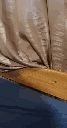 a small white bird is sitting under a curtain on a bed ..