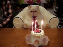 Happy B Irthday Cat GIF - Happy B Irthday Cat Cat Birthday GIFs