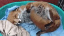 fox cute adorable sleeping