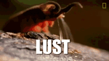 Lust Bug Coomer GIF - Lust Bug Coomer GIFs