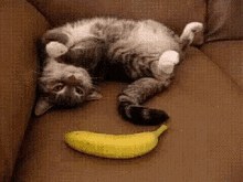 Cat Surprised GIF - Cat Surprised Banana GIFs