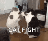 Cat Fight GIF - Cat Fight Funnyanimals GIFs