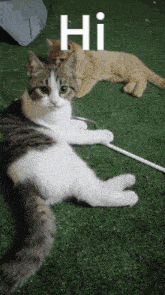 Hello Cat GIF - Hello Cat Shrbo GIFs