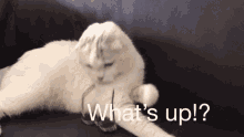 Cats Cool GIF - Cats Cat Cool GIFs