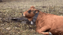 Vache Cows GIF