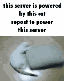 cat meme stolen meme repost