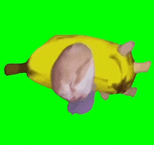 寝てるバナナ猫 寝る GIF
