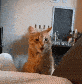 Alre Cat Orange Cat GIF - Alre Cat Orange Cat Orange Cat Surprised Gasped GIFs