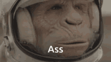 Ass Monkey GIF - Ass Monkey Astronaut GIFs