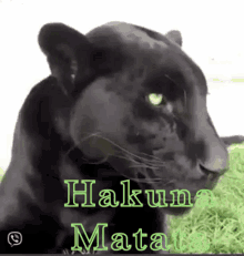 Hakuna Matata GIF - Hakuna Matata GIFs