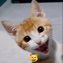 El Gato Happy GIF - El Gato Happy Smile GIFs