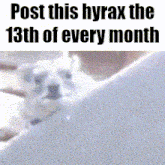 a person is holding a small white dog in their arms .