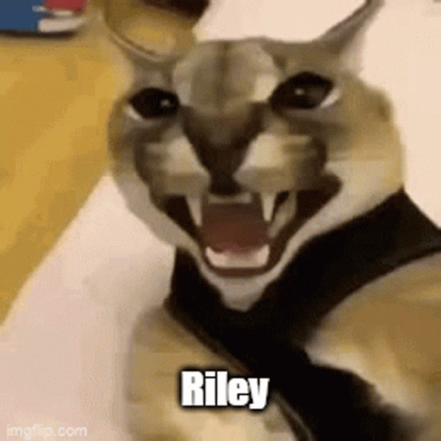 Riley Carcal GIF - Riley Carcal GIFs