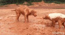playing dogs cute playing at mud animals mans bestfriend