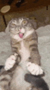 a cat is laying on its back on a bed with its tongue hanging out .