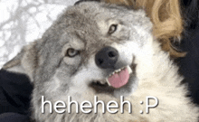 a close up of a wolf making a funny face with its tongue sticking out .