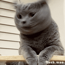 a gray cat is sitting on a wooden railing with flash.mao written on the bottom right