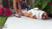 vacuum dog puppy massage