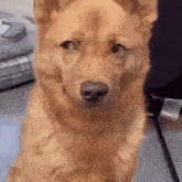 Floreyonce Dog GIF - Floreyonce Dog GIFs