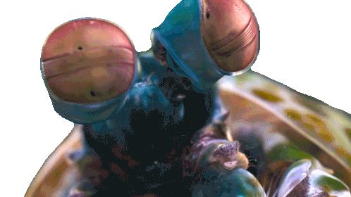 Dilate Pupils Mantis Shrimp Sticker - Dilate Pupils Mantis Shrimp Our Living World Stickers