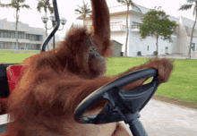 Orangutan Driving GIF