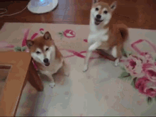 Who'S Your Best Friend? GIF - Shiba Inu Puppy Dog GIFs
