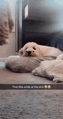 Happy Dog GIF - Happy Dog Floof GIFs
