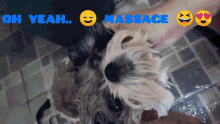Oh Yeah Massage GIF - Oh Yeah Massage Kissess Shihtzu GIFs