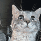 a close up of a cat with blue eyes looking up