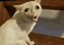 Cat Coughing GIF - Cat Coughing GIFs