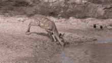 Deer Croc GIF