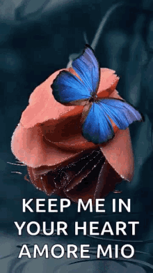 keep me in your heart amore mio butterfly flower