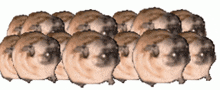a bunch of sheep are lined up in a row on a white background