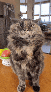 Cat Cat Stare GIF - Cat Cat Stare Watching GIFs