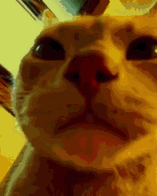 Disco Cat Dokales GIF - Disco Cat Dokales Cat GIFs