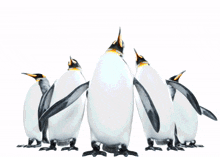 penguins squad dancing party yes