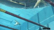 Swimming International Olympic Committee250days GIF