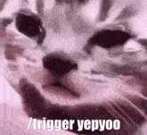 Yepyoo Trigger Yepyoo GIF - Yepyoo Trigger Yepyoo Cat GIFs