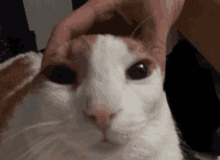 Cat Funny Cat GIF - Cat Funny Cat Cat Hand GIFs