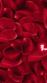 a close up of a red flower petals with a heart in the middle