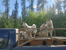 Hadassa Allison Dogboxes GIF - Hadassa Allison Dogboxes West Siberian Laika GIFs