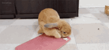 Rabbit Bunny GIF