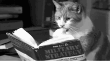 Reading Cat GIF - Reading Cat Books GIFs