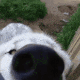 a close up of a dog 's nose with a grassy background